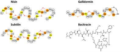 Insight into Two ABC Transporter Families Involved in Lantibiotic Resistance